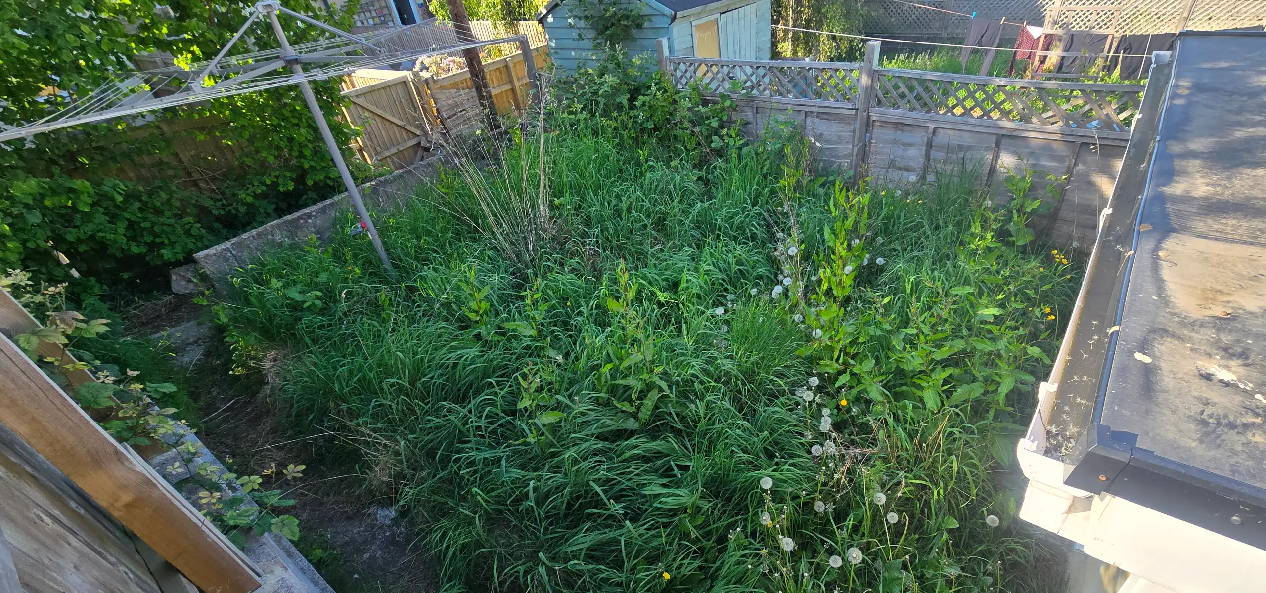 Garden before clearance